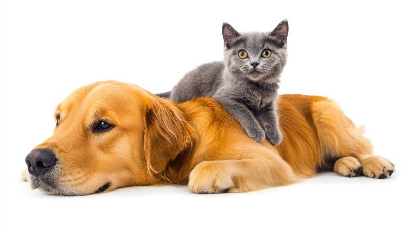 pet